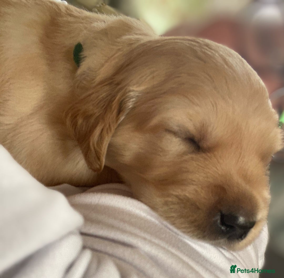 Golden Retriever dogs for sale: Golden Retriever pups - Image 10