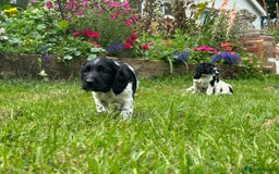 English Springer Spaniel dogs for sale: English Springer Spaniel Puppies for Sale - Image 7