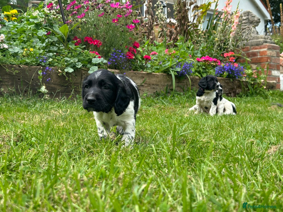 English Springer Spaniel dogs for sale: English Springer Spaniel Puppies for Sale - Image 7