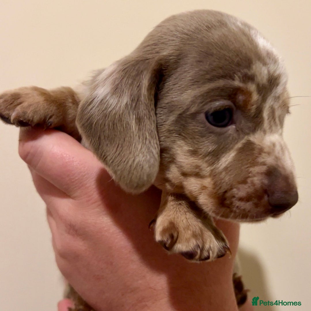 Miniature Dachshund dogs for sale: 🐾Beautiful kc mini dachshund pups ready 20 Dec🐾 - Advert 2
