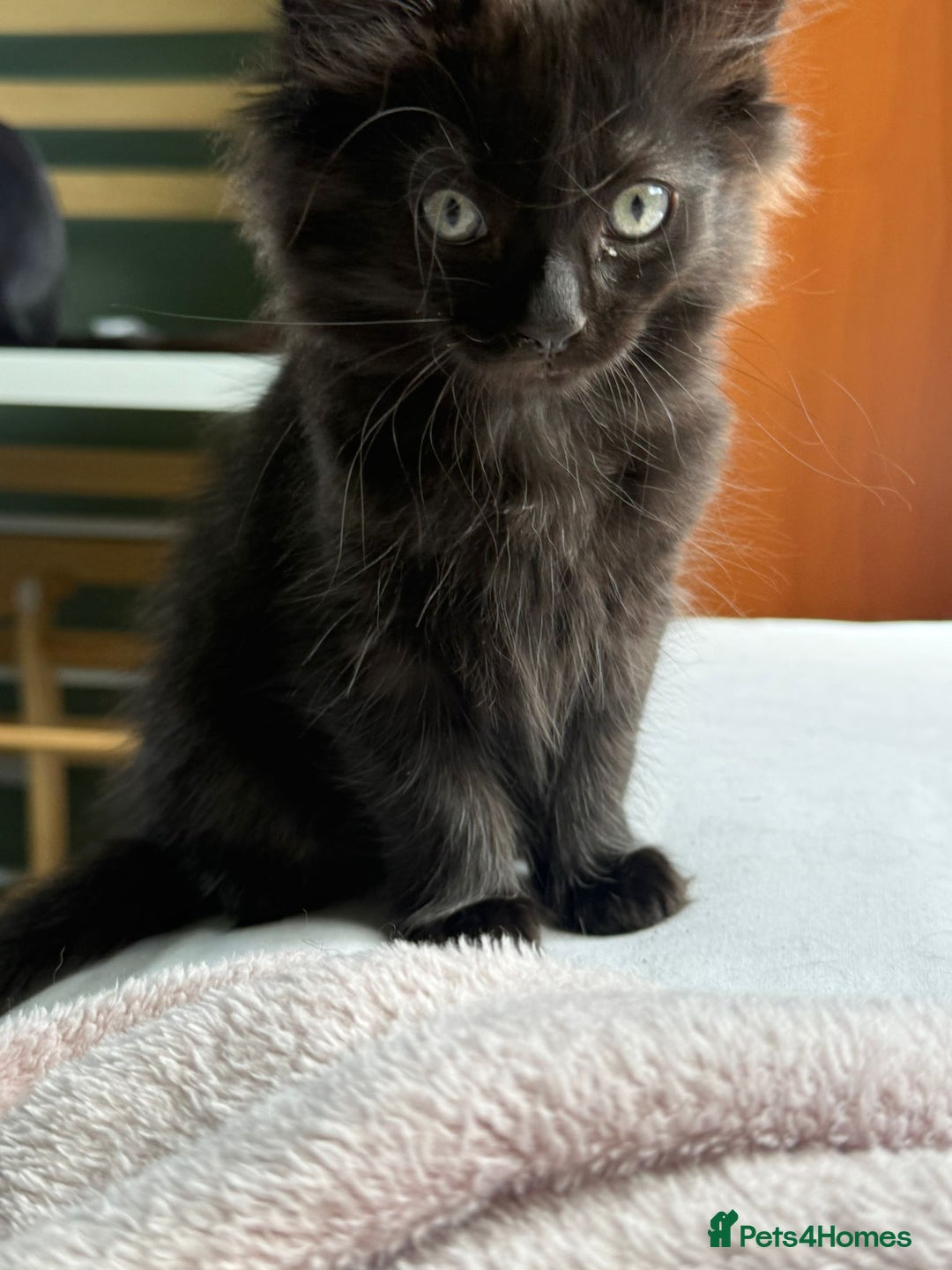 Mixed Breed cats for sale: Pretty all black ragdoll mix girls - Image 5
