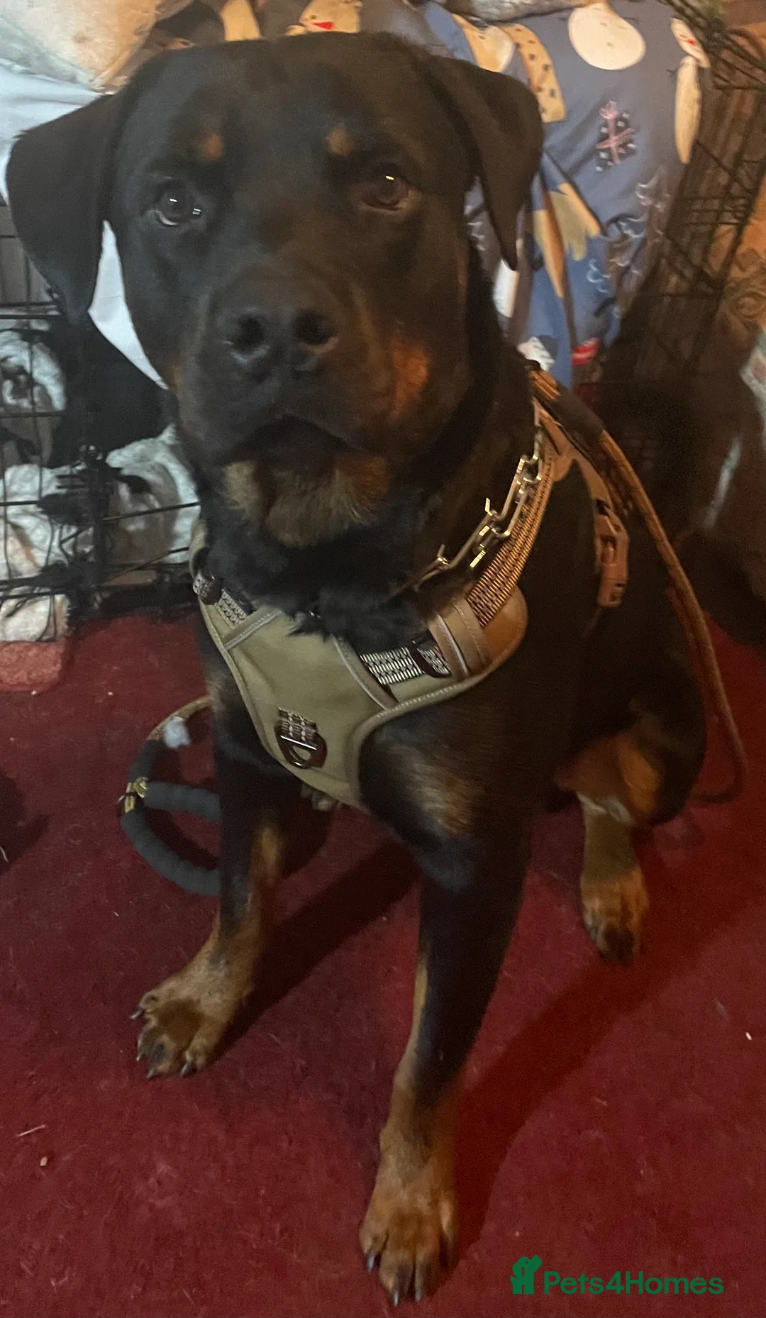 Mixed Breed dogs for sale: Ellisa sutcliffe  - Advert 3