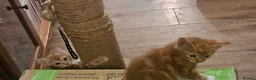 Mixed Breed cats for sale: Cute kittens looking for a new home  - Advert 8