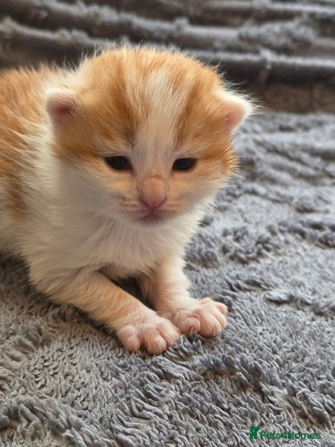Scottish Fold cats for sale: Beautiful Scottish Folds - Image 4