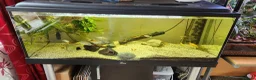 Cichlids fish for sale: Mixed fish species, Tank with Stand in Leeds - Advert 3