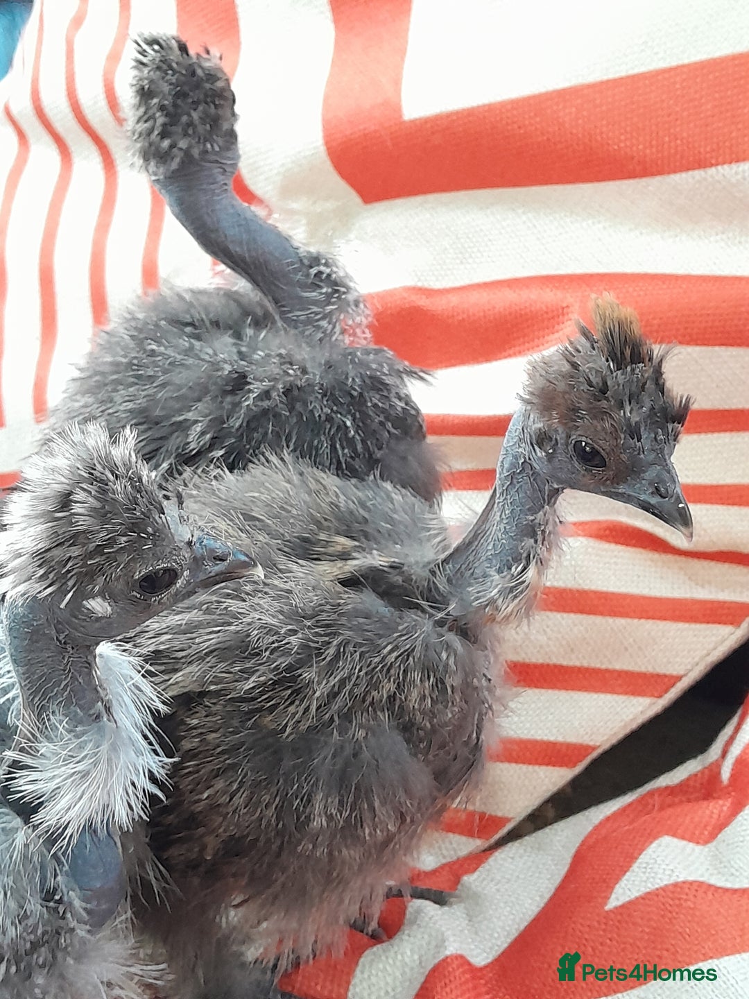 Chickens poultry for sale: Showgirl chicks. Silkie/naked Neck off heat. - Advert 3