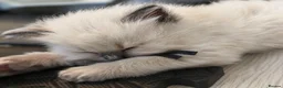 Ragdoll cats for sale: ✨️ Beautiful TICA-Registered Ragdoll Kittens ✨️ - Advert 6