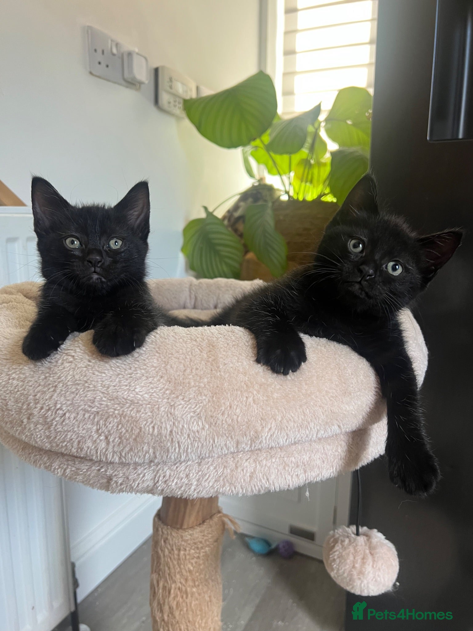 Mixed Breed cats Ragdoll cross kittens  - Advert 3