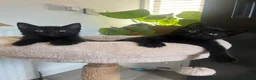 Mixed Breed cats for sale: Ragdoll cross kittens  - Advert 1