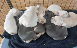 French Bulldog dogs for stud: 5 PANEL HEALTH CLEAR CHARLIE VERY WELL PROVEN! - Image 9