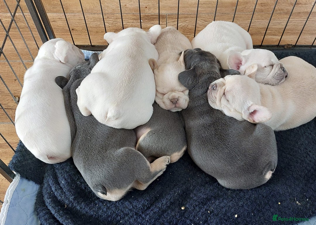 French Bulldog dogs for stud: 5 PANEL HEALTH CLEAR CHARLIE VERY WELL PROVEN! - Image 9