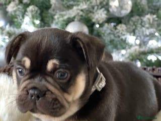 French Bulldog dogs Stunning Kc French Bulldog puppies - Advert 2