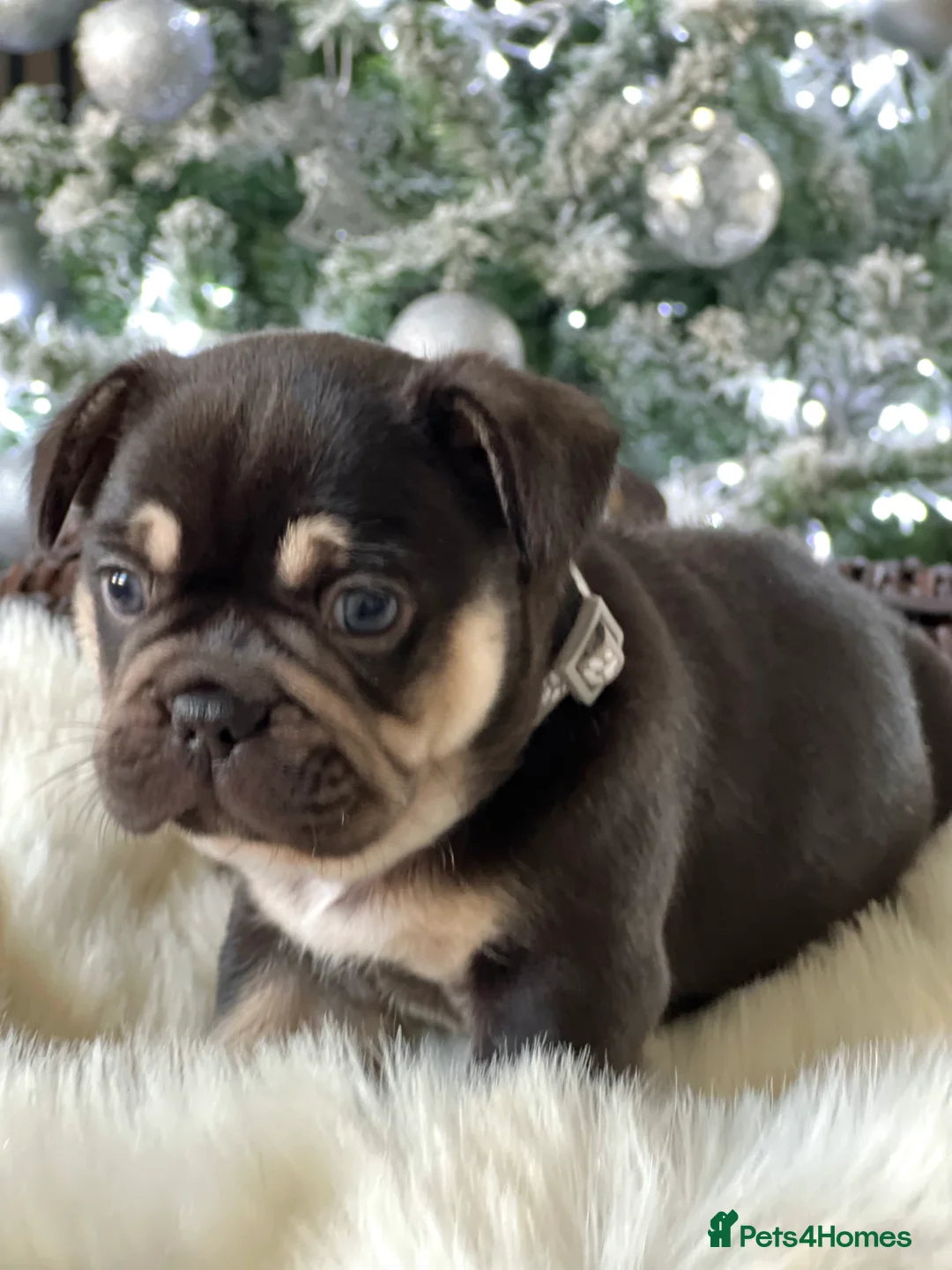 French Bulldog dogs for sale: Stunning Kc French Bulldog puppies  - Advert 6