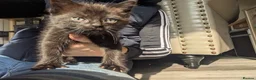 Maine Coon cats for sale: Maine coon kittens ready for new homes  in Carlisle - Advert 21