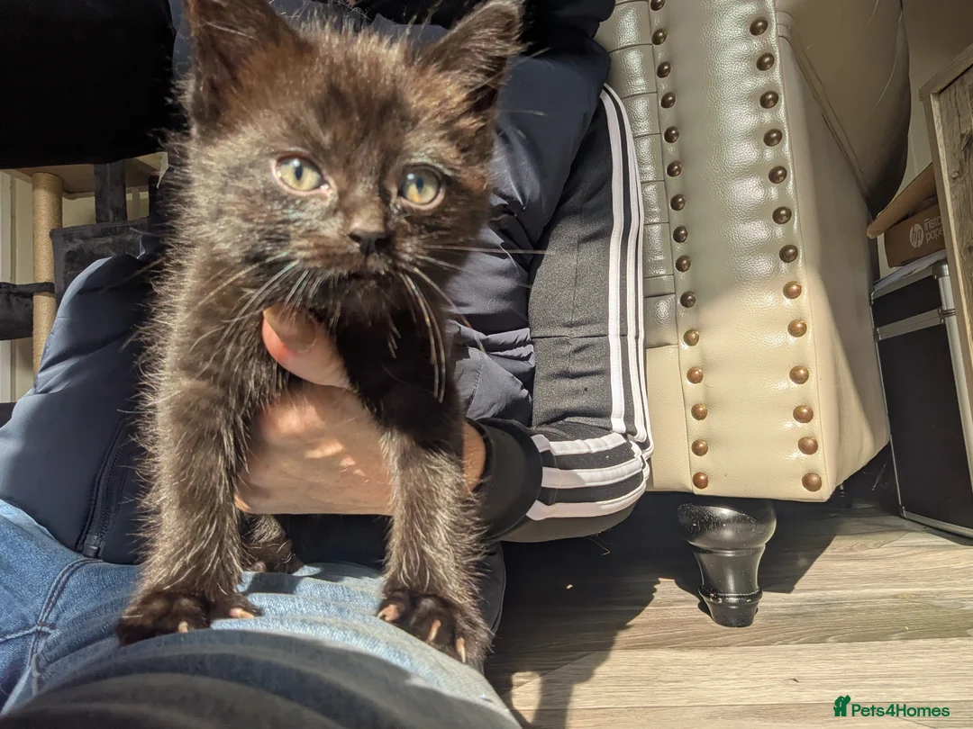Maine Coon cats for sale: Maine coon kittens ready for new homes  in Carlisle - Advert 21
