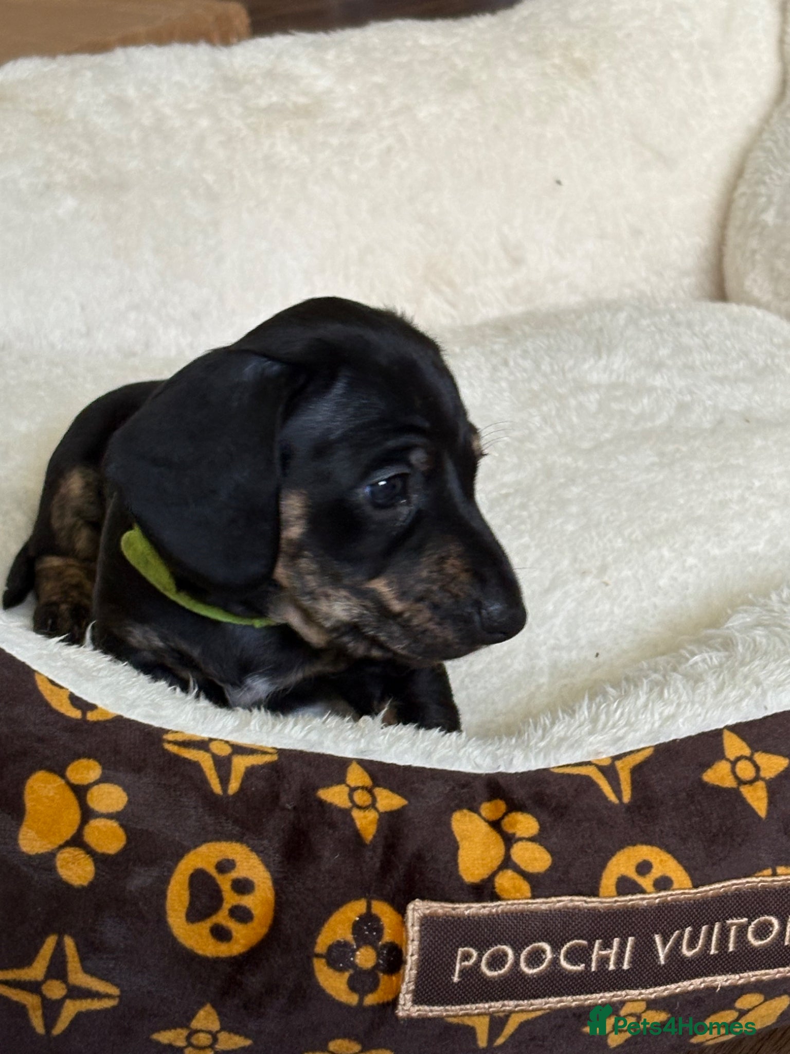 Miniature Dachshund dogs one mini dachshund pup - Advert 1