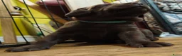 Labrador Retriever dogs for sale: Labrador Puppies Black & Chocolate Ready 31st Oct - Advert 30
