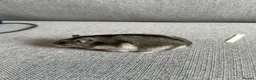 Hamster rodents for sale: Dwarf screaming hamster with cage - Advert 5