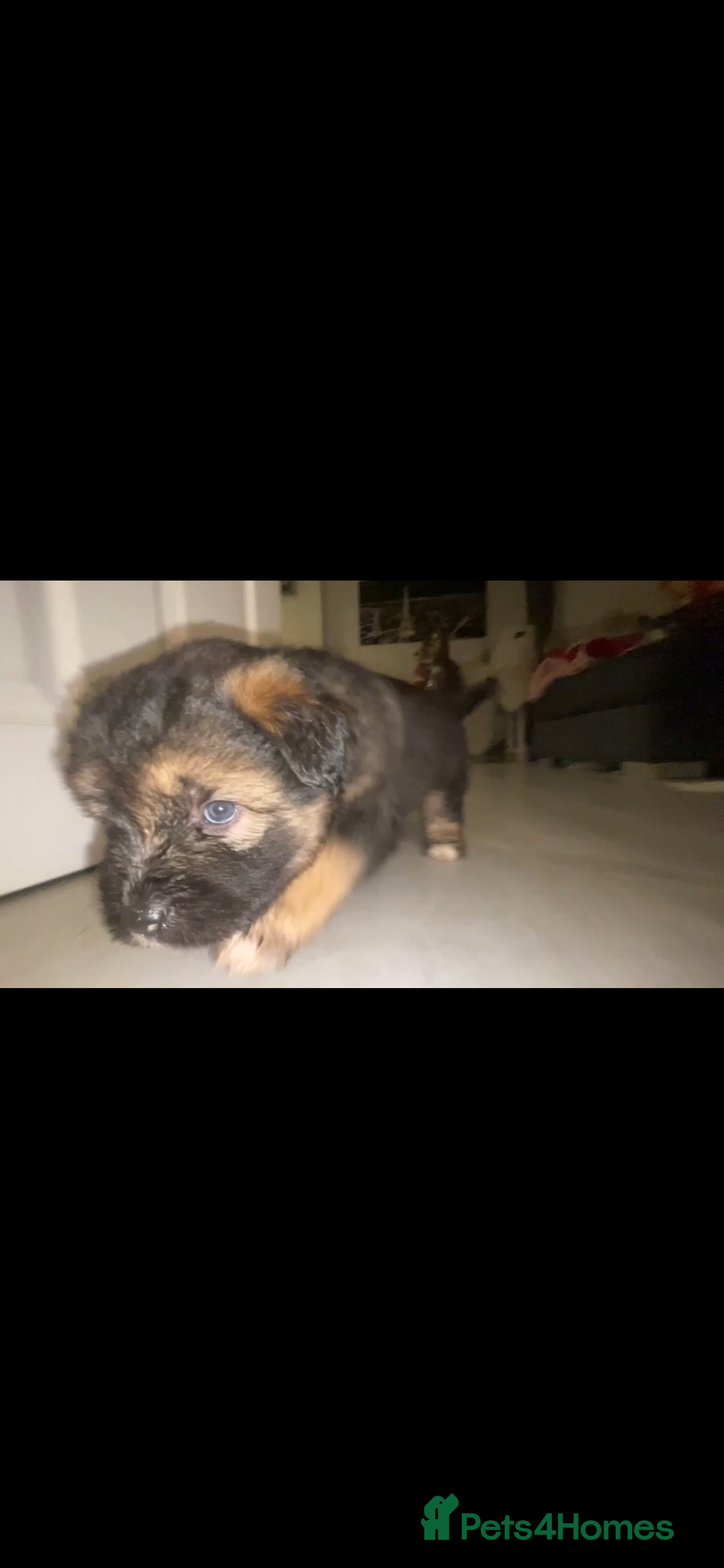 Mixed Breed dogs for sale: *only 1 male left* Malkita puppies 4 boys - Advert 25