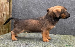 Jack Russell dogs for sale: 🔥Jack Russell Pups Available🔥 - Image 7