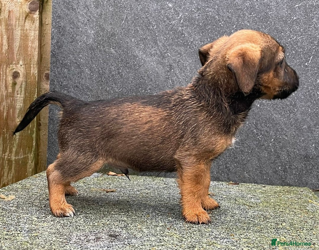 Jack Russell dogs for sale: 🔥Jack Russell Pups Available🔥 - Image 7