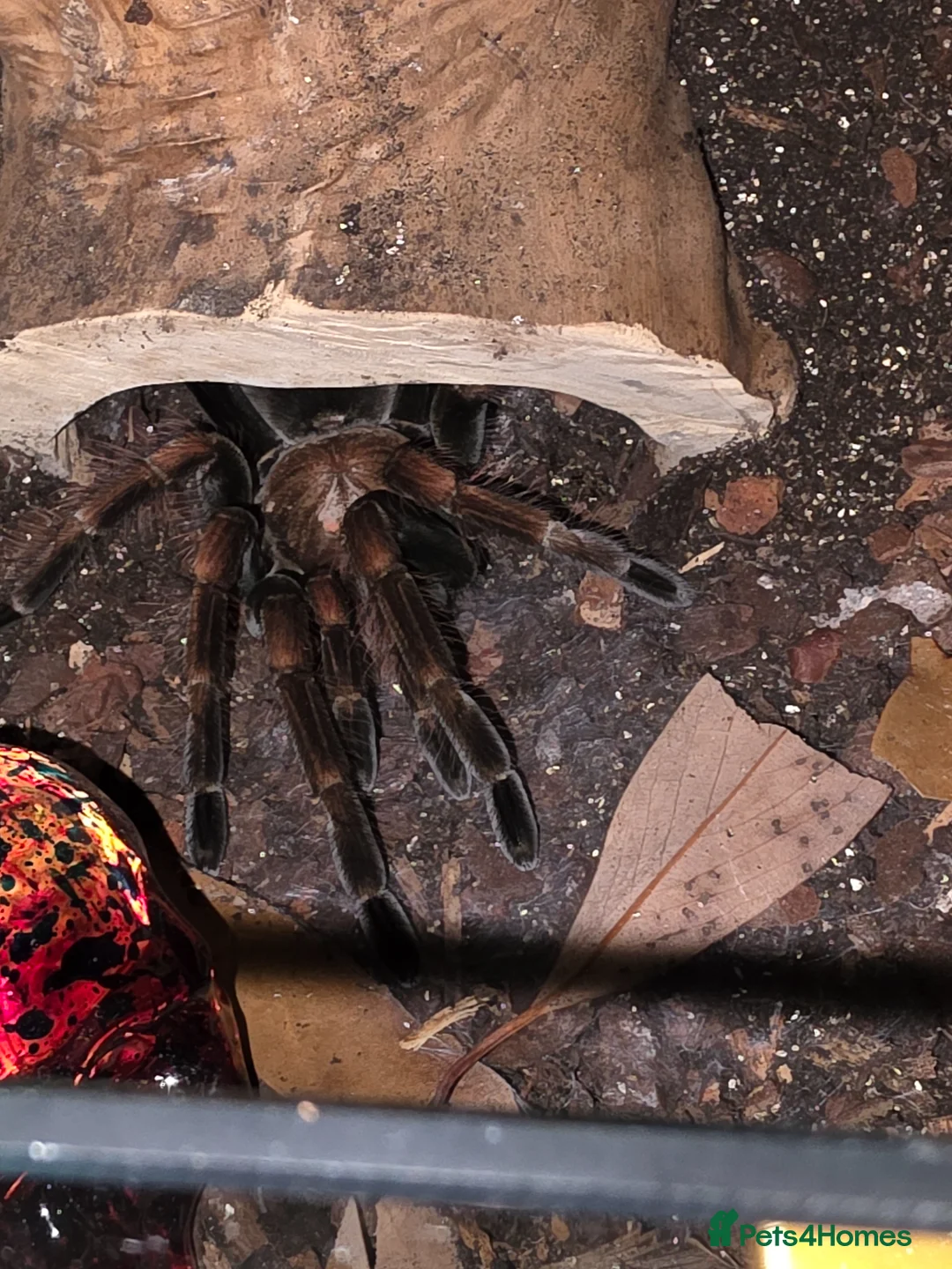 Tarantulas invertebrates for sale: Adult Females Phormictopus & Pamphobeteus - Advert 11