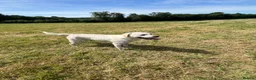 Labrador Retriever dogs for sale: Chunky Health tested KC reg white Labrador 🐶  - Advert 9