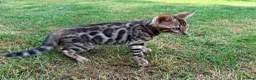 Bengal cats for sale: Bengal kitten GCCF registred  - Advert 3