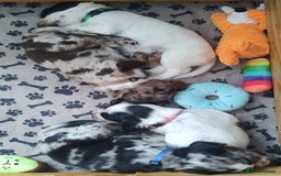 Sprocker dogs for sale: STRIKING SPROCKER SPANIEL PUPPIES  - Image 1