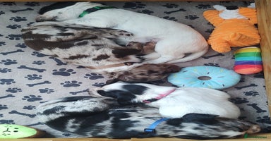 Sprocker dogs - Advert 10