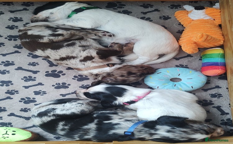 Sprocker dogs - Advert 15