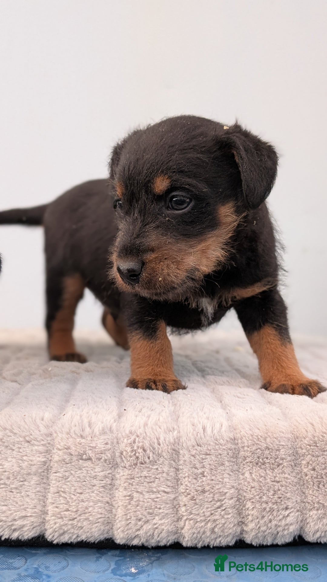 Mixed Breed dogs for sale: 2 Terrier boys - Advert 3