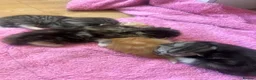 Persian cats for sale: Half Persian Kittens - Advert 11