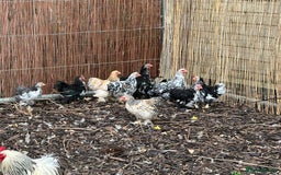 Chickens poultry for sale: Beautiful Pekin bantams!!  - Image 5