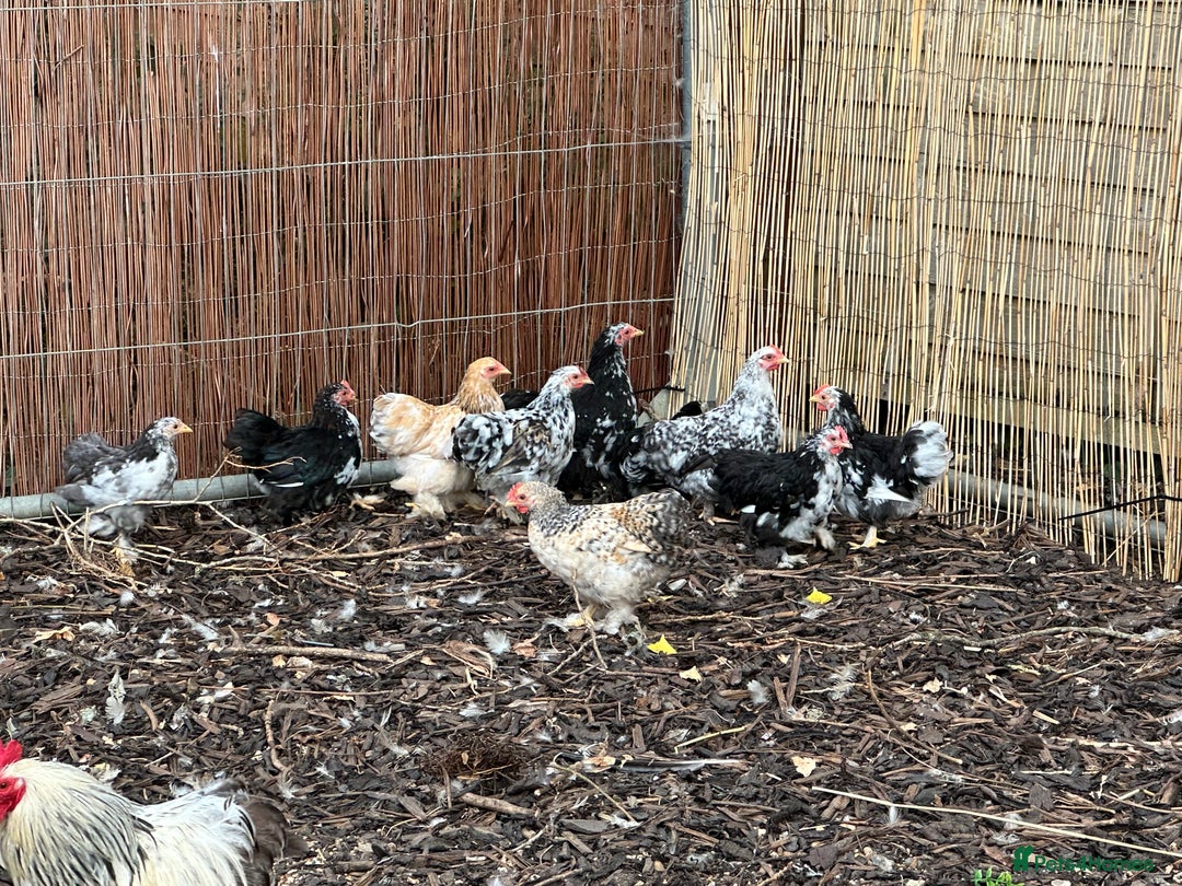 Chickens poultry for sale: Beautiful Pekin bantams!!  - Image 5