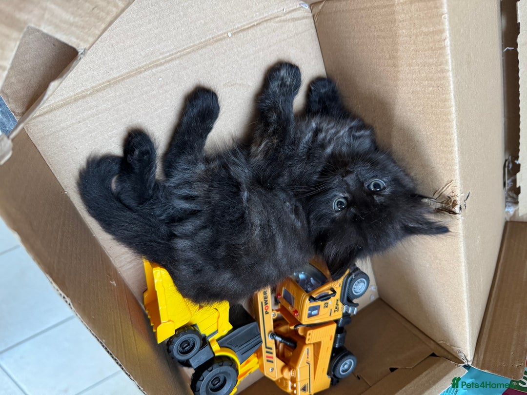 Mixed Breed cats for sale: Kittens available - females and males - Image 6