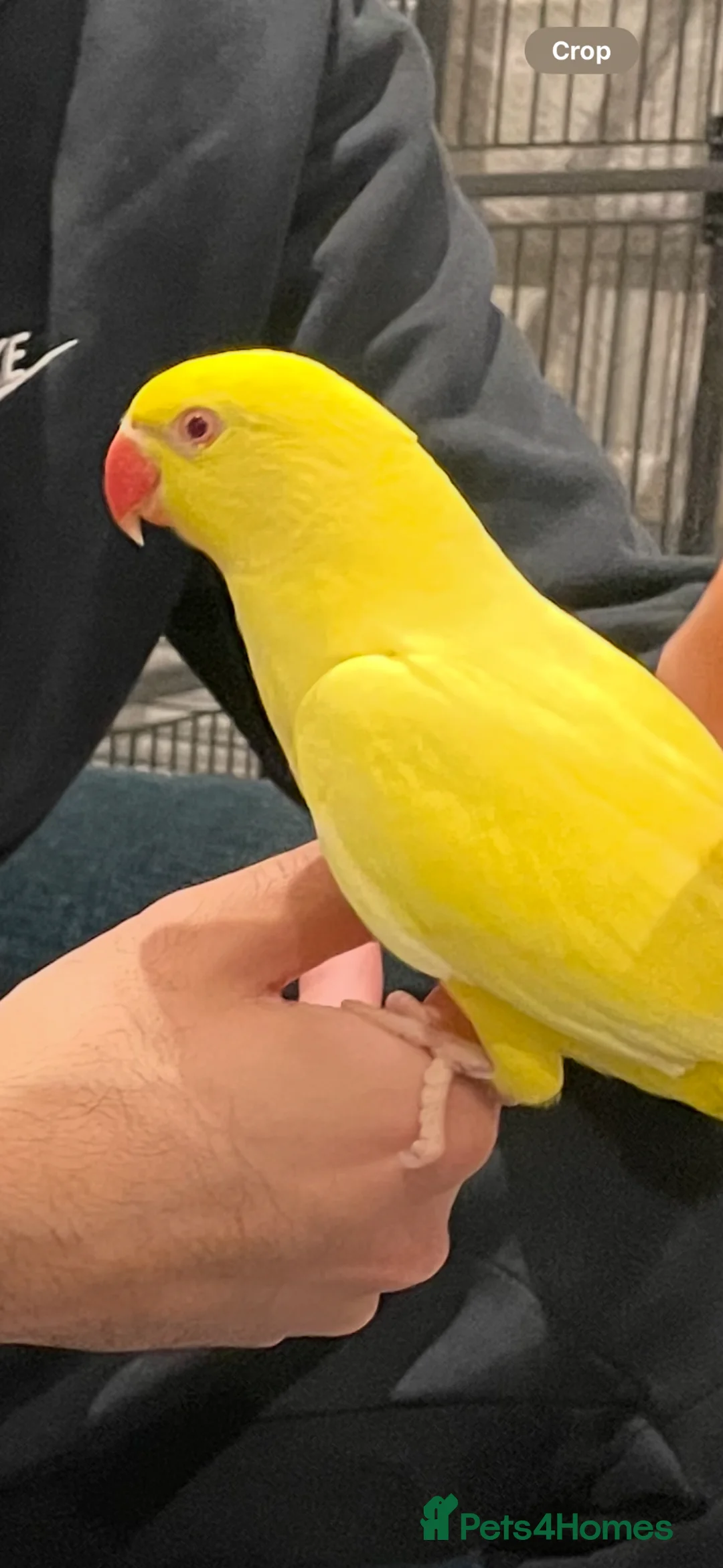 Ringnecks birds for sale: Lutino Semi Tame Indian Ringneck in Stanmore - Advert 2