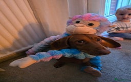 Dachshund dogs for stud: Dachshund for STUD - FREE PLEASE READ - Image 6