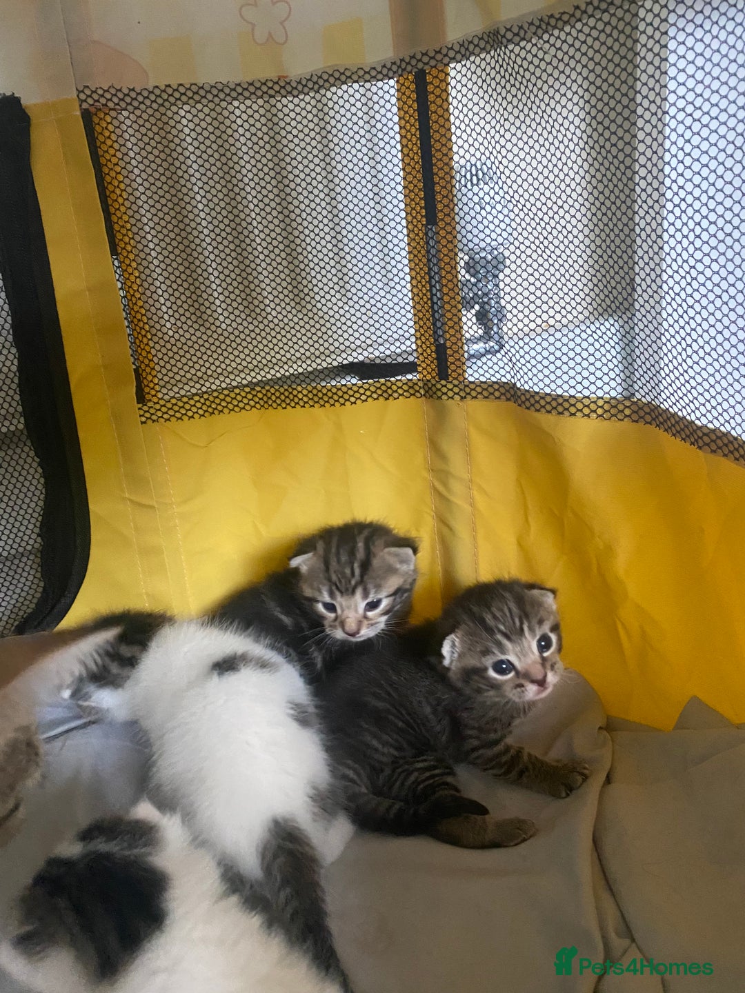 British Shorthair cats for sale: 4 kittens for sale  - Image 16