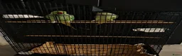 Parrots birds for sale: Two beautiful Indian ringneck  - Advert 2