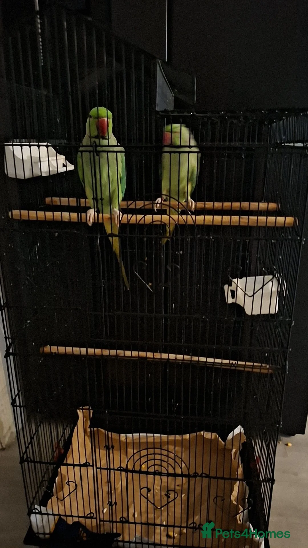 Parrots birds for sale: Two beautiful Indian ringneck  - Advert 2