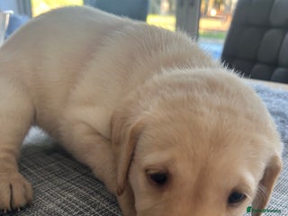 Labrador Retriever dogs KC Registered labs for sale - Advert 18