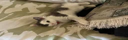 Ragdoll cats for sale: Beautiful Grey & White Ragdoll Kitten  - Advert 3