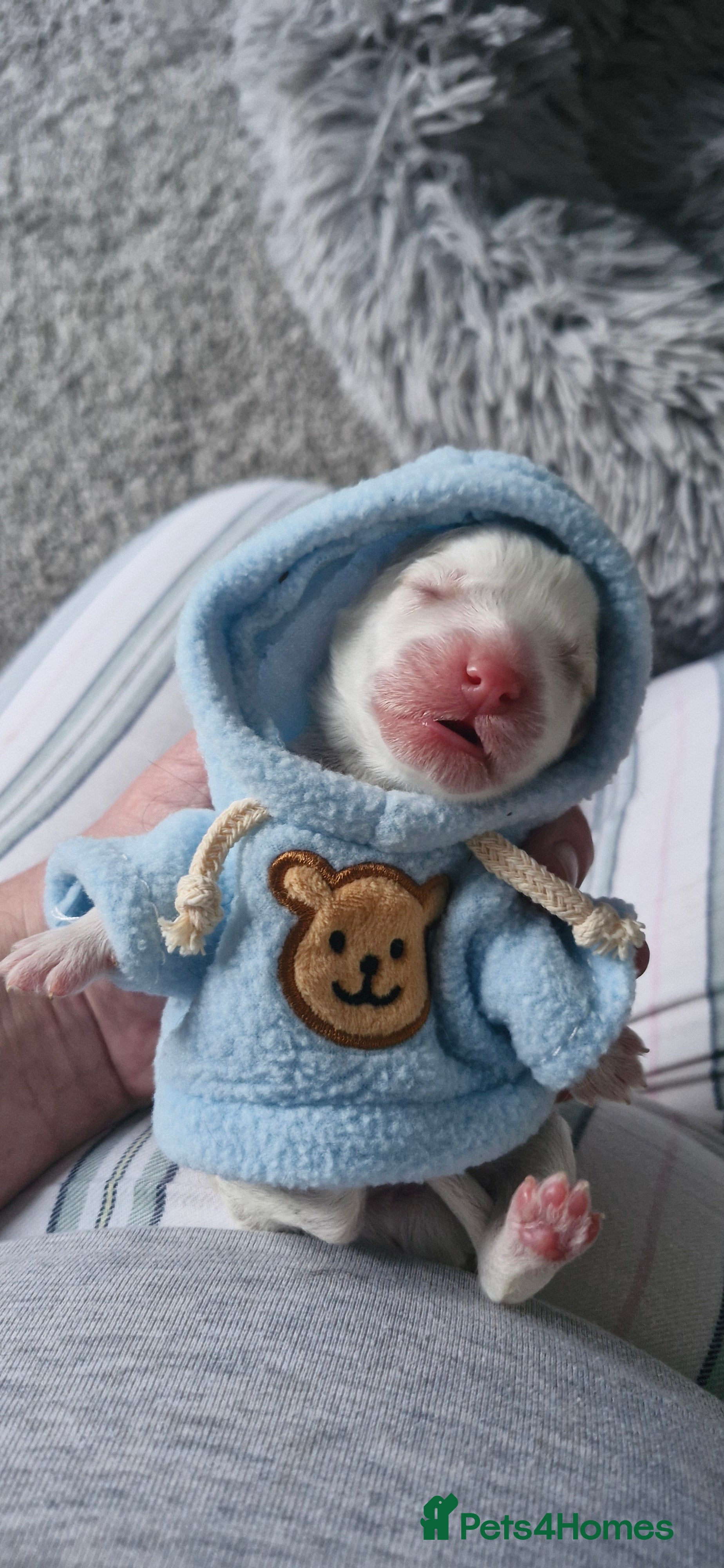 Mixed Breed dogs Stunning cavapoo x cockapoo litter just born! - Advert 1