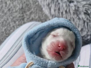 Mixed Breed dogs Stunning cavapoo x cockapoo litter just born! - Advert 12