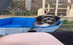 Pomchi dogs for sale: Pomchic pup  - Image 6