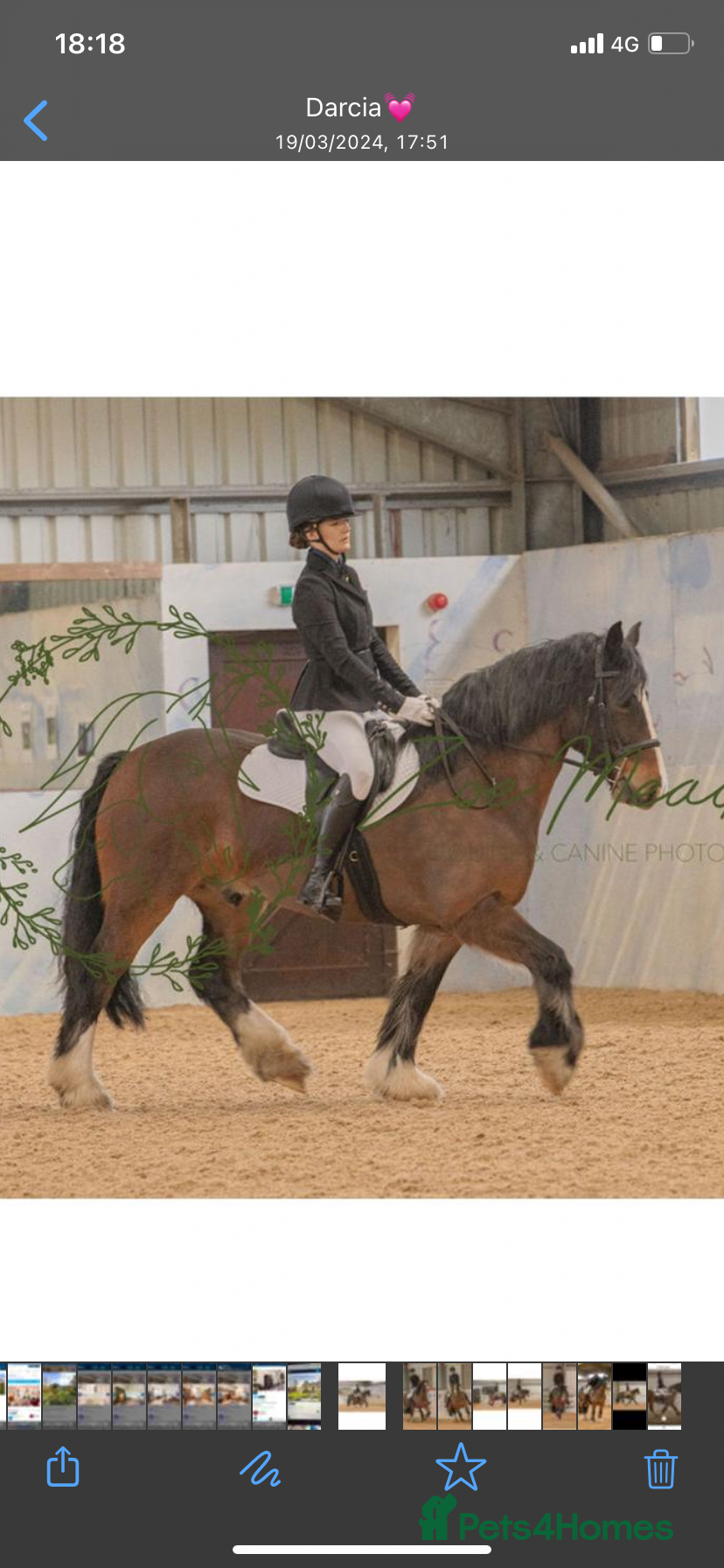 Welsh Section D horses Rushford Rockin Robin REG W.P.B.R - Advert 1