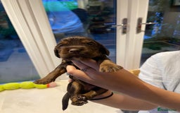 Cocker Spaniel dogs for sale:  KC Registered Working Cocker Spaniel Puppies - Image 31
