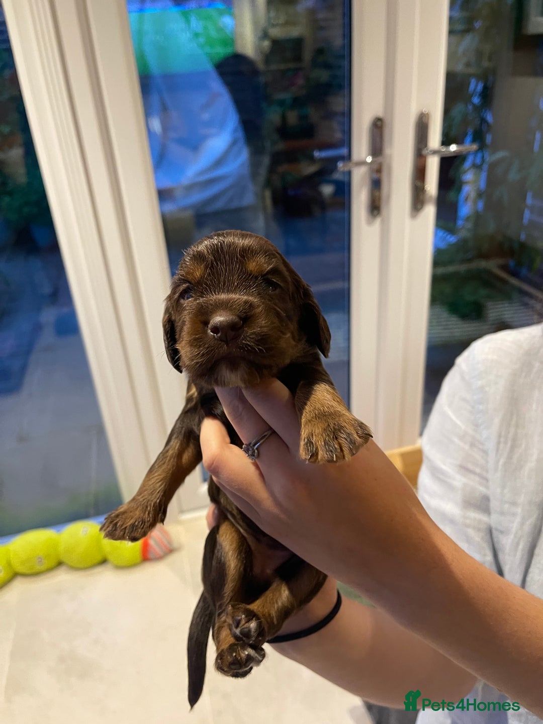 Cocker Spaniel dogs for sale:  KC Registered Working Cocker Spaniel Puppies - Image 31