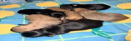 Mixed Breed dogs for sale: Malchi babies  - Advert 7